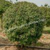 Боярышник Компакта (Crataegus monogyna Compacta) 5