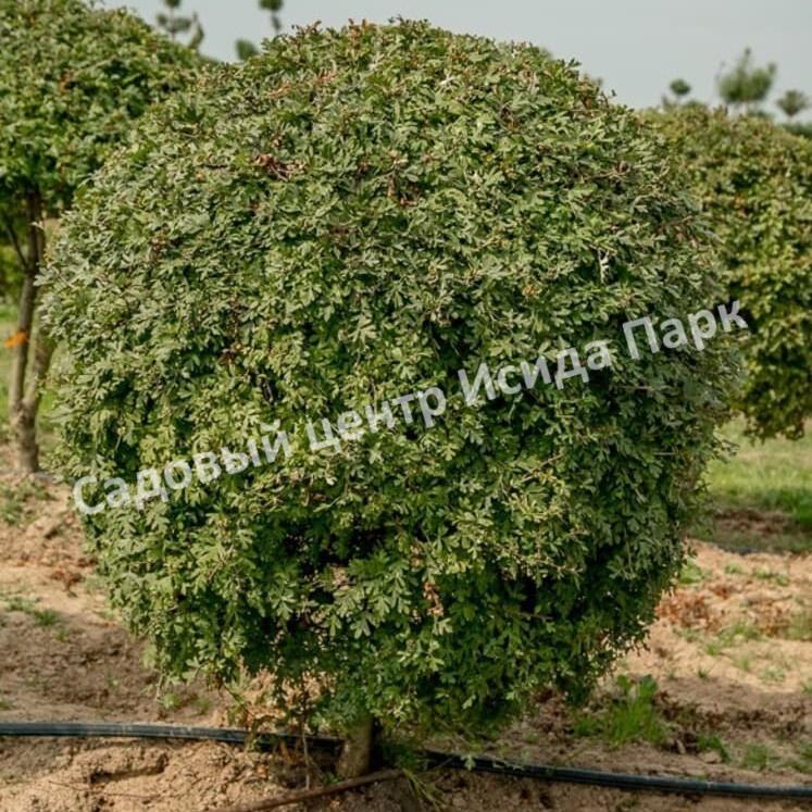 Боярышник Компакта (Crataegus monogyna Compacta) Боярышник Компакта (Crataegus monogyna Compacta)