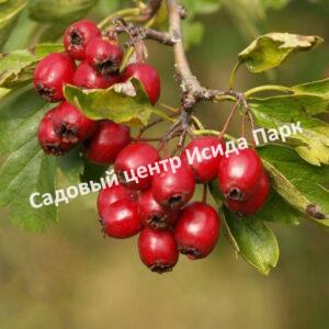 Боярышник Компакта (Crataegus monogyna Compacta)