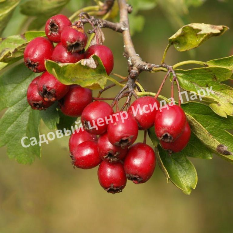 Боярышник Компакта (Crataegus monogyna Compacta) Боярышник Компакта (Crataegus monogyna Compacta)