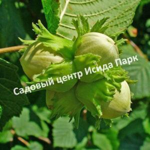 Фундук лещина Косфорд (Сosford, Cosfordski)