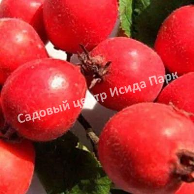 Боярышник крупноплодный (Crataegus aestivalis, Crataegus arnoldiana) Боярышник крупноплодный (Crataegus aestivalis, Crataegus arnoldiana)