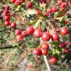 Боярышник крупноплодный (Crataegus aestivalis, Crataegus arnoldiana) 2