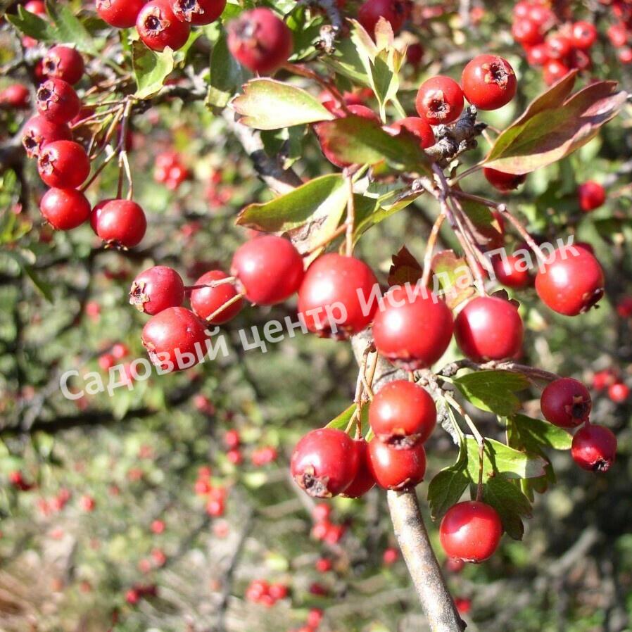 Боярышник крупноплодный (Crataegus aestivalis, Crataegus arnoldiana) Боярышник крупноплодный (Crataegus aestivalis, Crataegus arnoldiana)