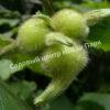 Фундук Лещина маньчжурская (Corylus mandshurica) 4
