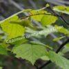 Фундук Лещина маньчжурская (Corylus mandshurica) 3