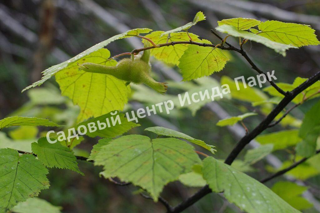 Фундук Лещина маньчжурская (Corylus mandshurica)