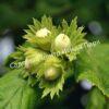 Фундук Лещина маньчжурская (Corylus mandshurica) 1