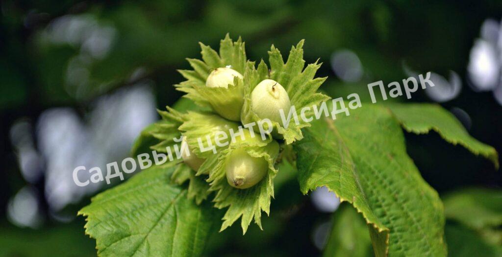 Фундук Лещина маньчжурская (Corylus mandshurica)