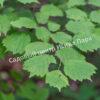 Фундук Лещина маньчжурская (Corylus mandshurica) 6