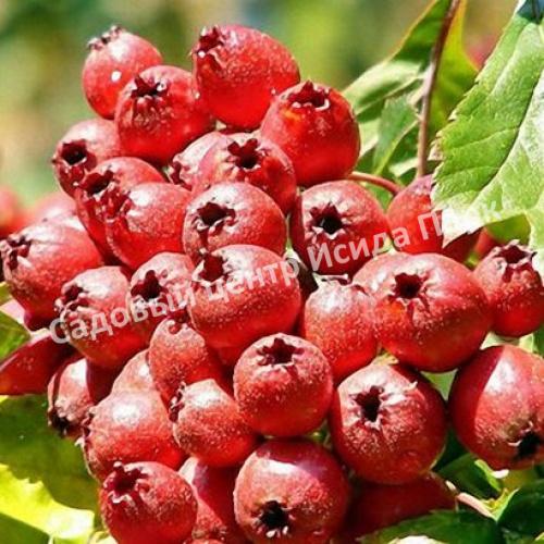Боярышник Мао-Мао (Mao Mao) Боярышник Мао-Мао (Mao Mao)