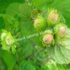 Фундук лещина Медвежье ухо (The Bear’s Ear) 2