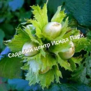 Фундук лещина Медвежье ухо (The Bear’s Ear)