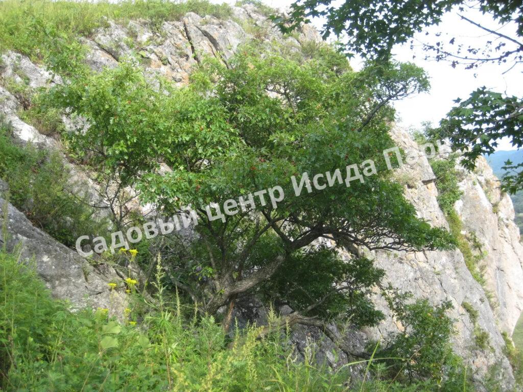 Боярышник перистонадрезанный, перистонадрезной (pinnatifida)