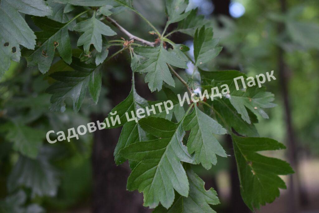 Боярышник перистонадрезанный, перистонадрезной (pinnatifida)