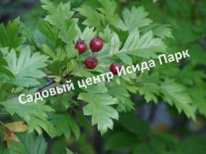 Боярышник перистонадрезанный, перистонадрезной (pinnatifida)