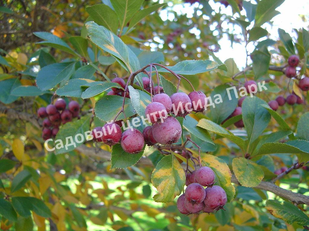 Боярышник петушья шпора, шпо́рцевый (crus-galli) Боярышник петушья шпора, шпо́рцевый (crus-galli)