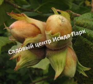 Фундук лещина Подарок Ваничевой Гибрид 4219 (A gift from Vanicheva)