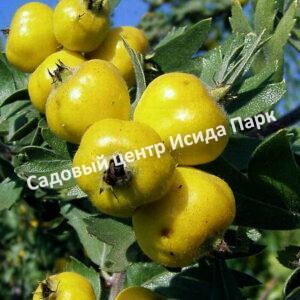 Боярышник Поярковой (pojarkovae)