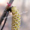 Фундук лещина Разнолистная (Corylus heterophylla) 4