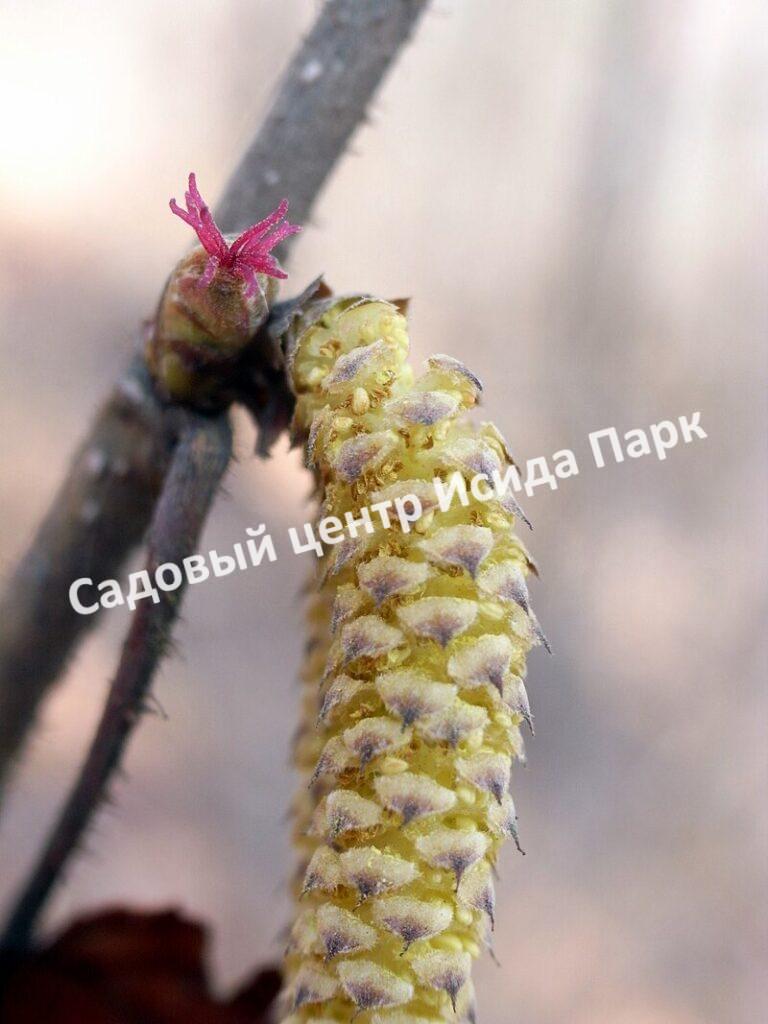 Фундук лещина Разнолистная (Corylus heterophylla)