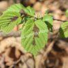 Фундук лещина Разнолистная (Corylus heterophylla) 2