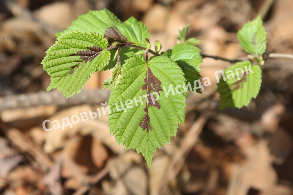 Фундук лещина Разнолистная (Corylus heterophylla)