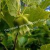 Фундук лещина Разнолистная (Corylus heterophylla) 3