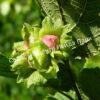 Фундук лещина Разнолистная (Corylus heterophylla) 1