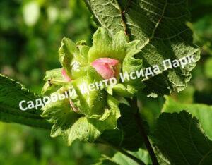 Фундук лещина Разнолистная (Corylus heterophylla)