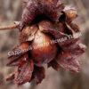 Фундук лещина Разнолистная (Corylus heterophylla) 6