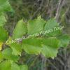 Фундук лещина Разнолистная (Corylus heterophylla) 7