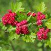Боярышник Рубра Плена, Красный махровый (Rubra Plena) 4