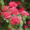 Боярышник Рубра Плена, Красный махровый (Rubra Plena) 3