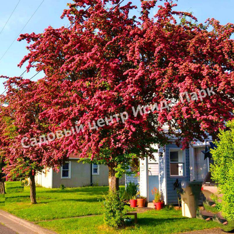 Боярышник Рубра Плена, Красный махровый (Rubra Plena) Боярышник Рубра Плена, Красный махровый (Rubra Plena)