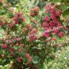 Боярышник Рубра Плена, Красный махровый (Rubra Plena) 1