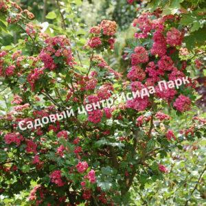 Боярышник Рубра Плена, Красный махровый (Rubra Plena)