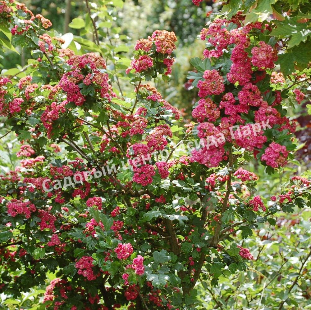 Боярышник Рубра Плена, Красный махровый (Rubra Plena) Боярышник Рубра Плена, Красный махровый (Rubra Plena)