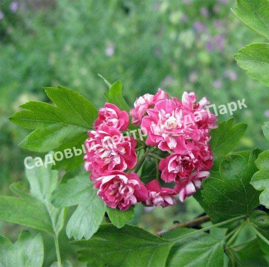 Боярышник Рубра Плена, Красный махровый (Rubra Plena) Боярышник Рубра Плена, Красный махровый (Rubra Plena)
