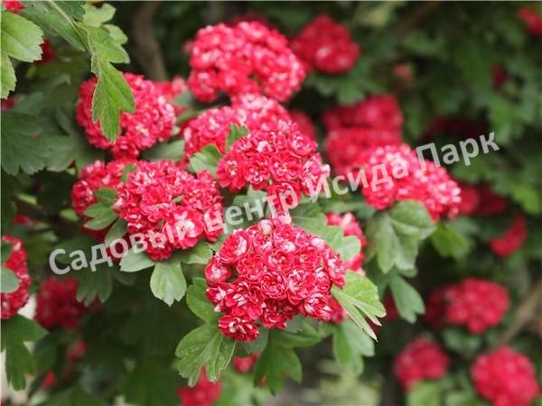 Боярышник Рубра Плена, Красный махровый (Rubra Plena) Боярышник Рубра Плена, Красный махровый (Rubra Plena)
