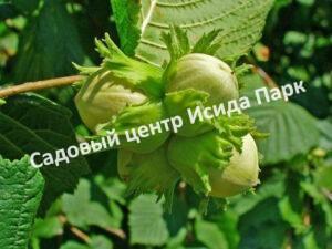 Фундук лещина Русский (Russian)