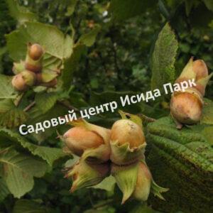 Фундук лещина Садовый ранний (Sadovy early)