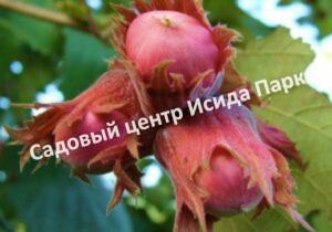 Фундук лещина Сахарный (Saharniy)