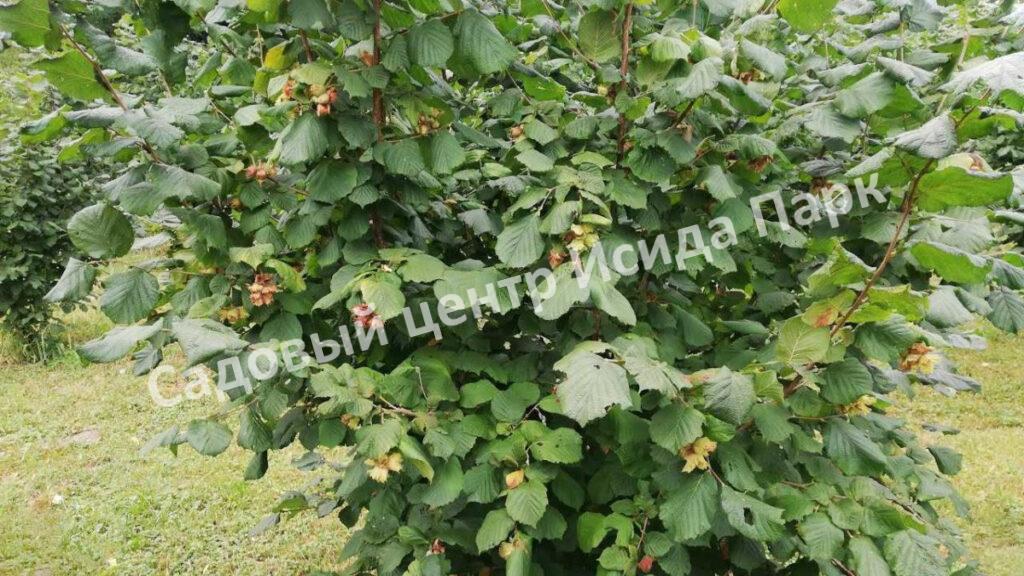 Фундук лещина Северный 42 (North 42)