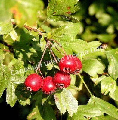 Боярышник шарлаховый круглолистный (coccinea) Боярышник шарлаховый круглолистный (coccinea)