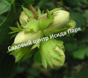 Фундук лещина Смолин (Smolin)