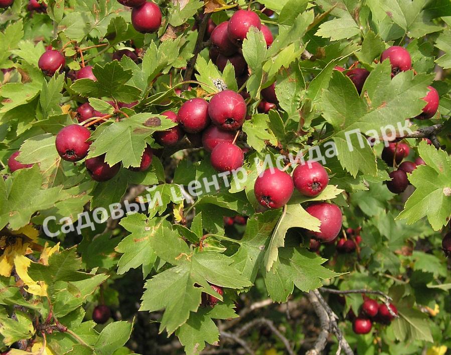 Боярышник сочный (succulenta) Боярышник сочный (succulenta)