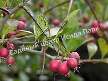 Боярышник сочный (succulenta) Боярышник сочный (succulenta)
