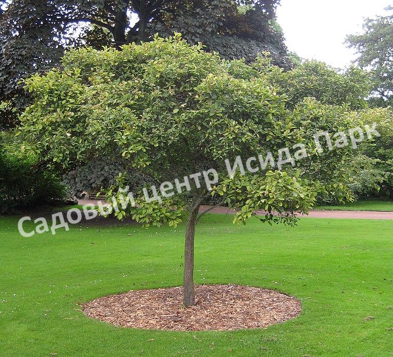 Боярышник сочный (succulenta) Боярышник сочный (succulenta)