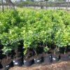 Боярышник Спленденс (Splendens) 2 Боярышник Спленденс (Splendens) 2